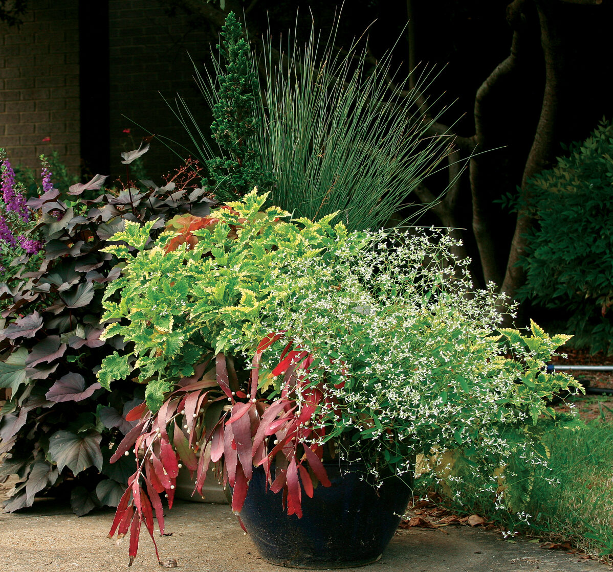 red cactus plant container