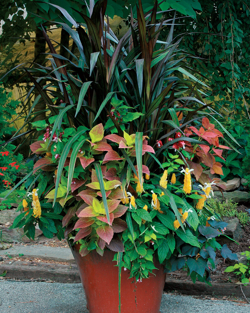 ‘Princess’ napier grass plant container