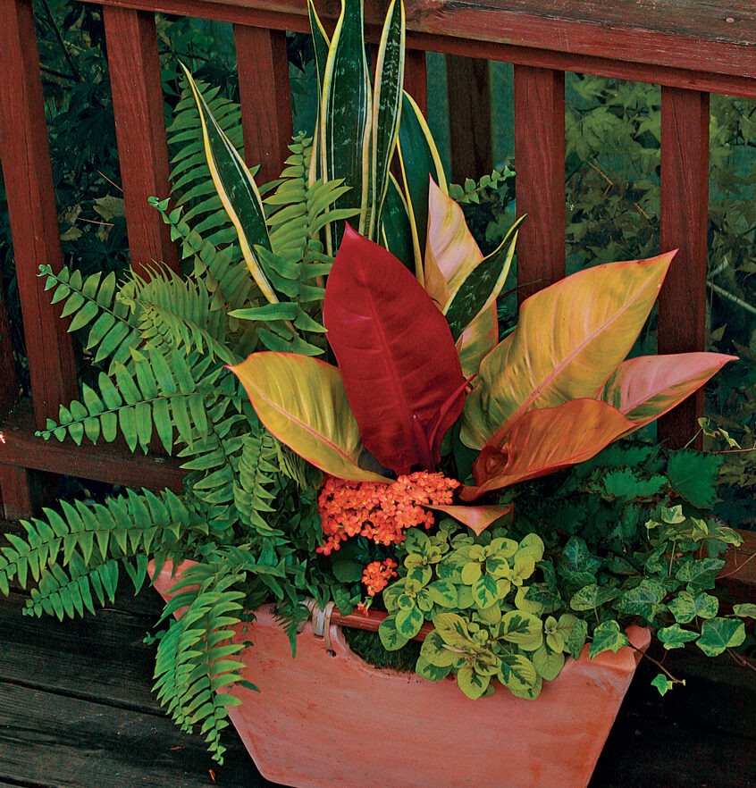 ‘Prince of Orange’ philodendron and Mother-in-law’s tongue plant container