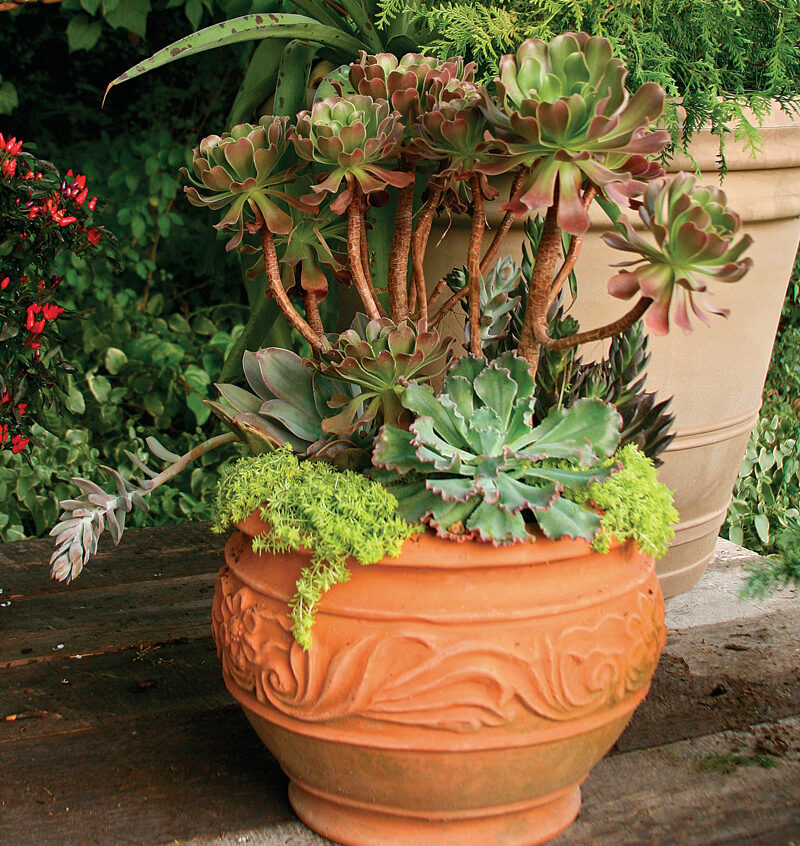 'Giant Glutinosum’ aeonium plant container