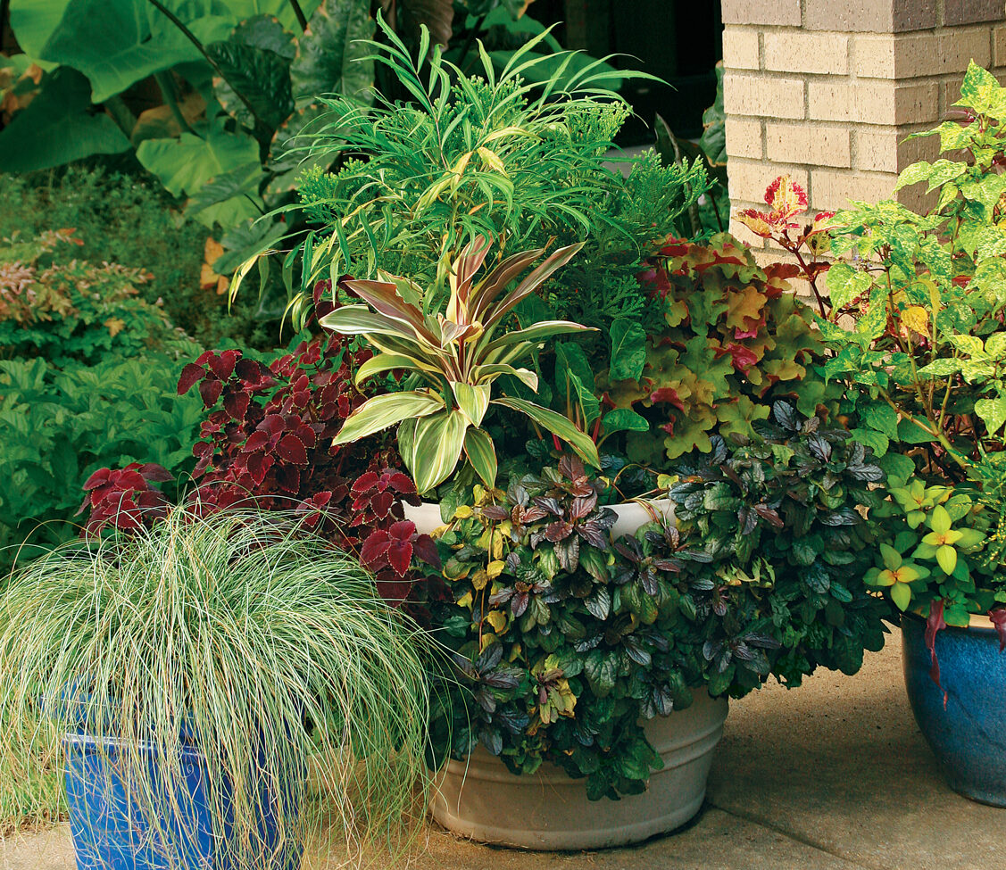 Chinese mahonia plant container