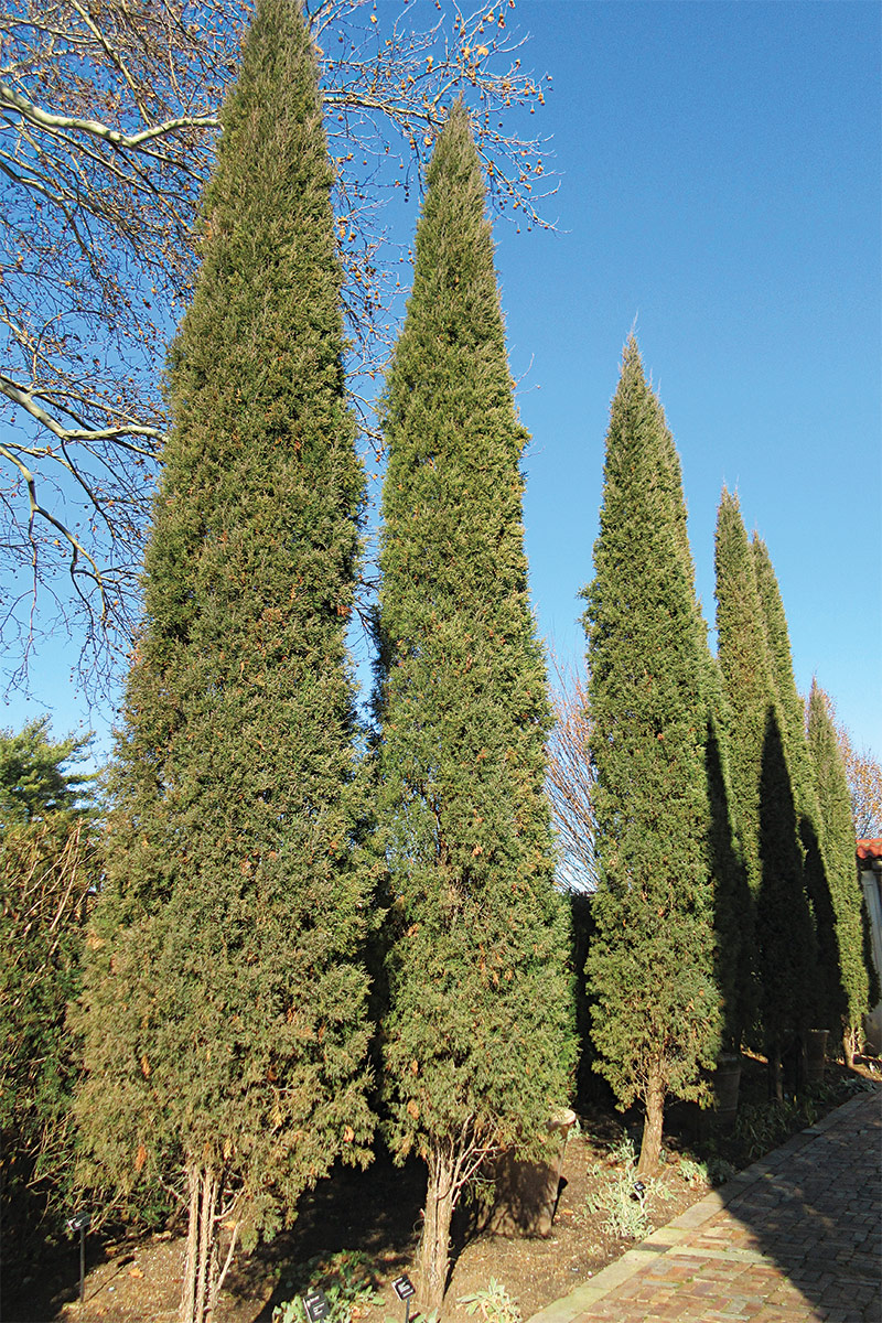 columnar shaped trees