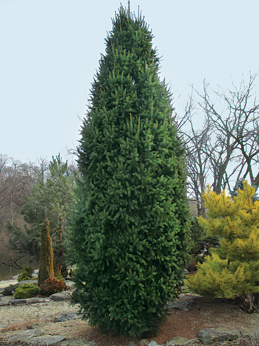 columnar shaped trees