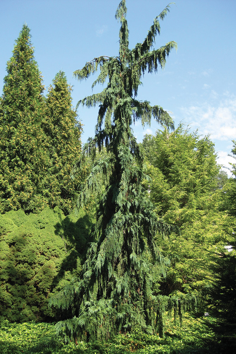 talian Cypress is a Strikingly Thin Tall and Straight Evergreen Tree