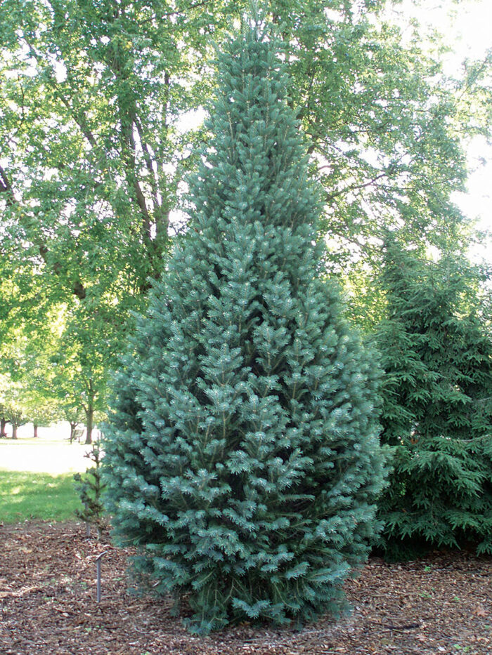 Columnar Conifers for Focal Points, Screening, and Tight Spaces - Fine ...