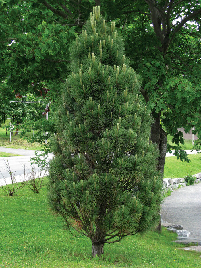 Columnar Conifers For Focal Points, Screening, And Tight Spaces - Fine ...