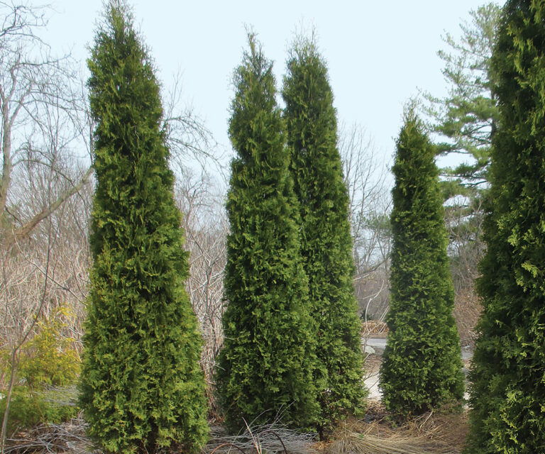 Columnar Conifers for Focal Points, Screening, and Tight Spaces - Fine ...