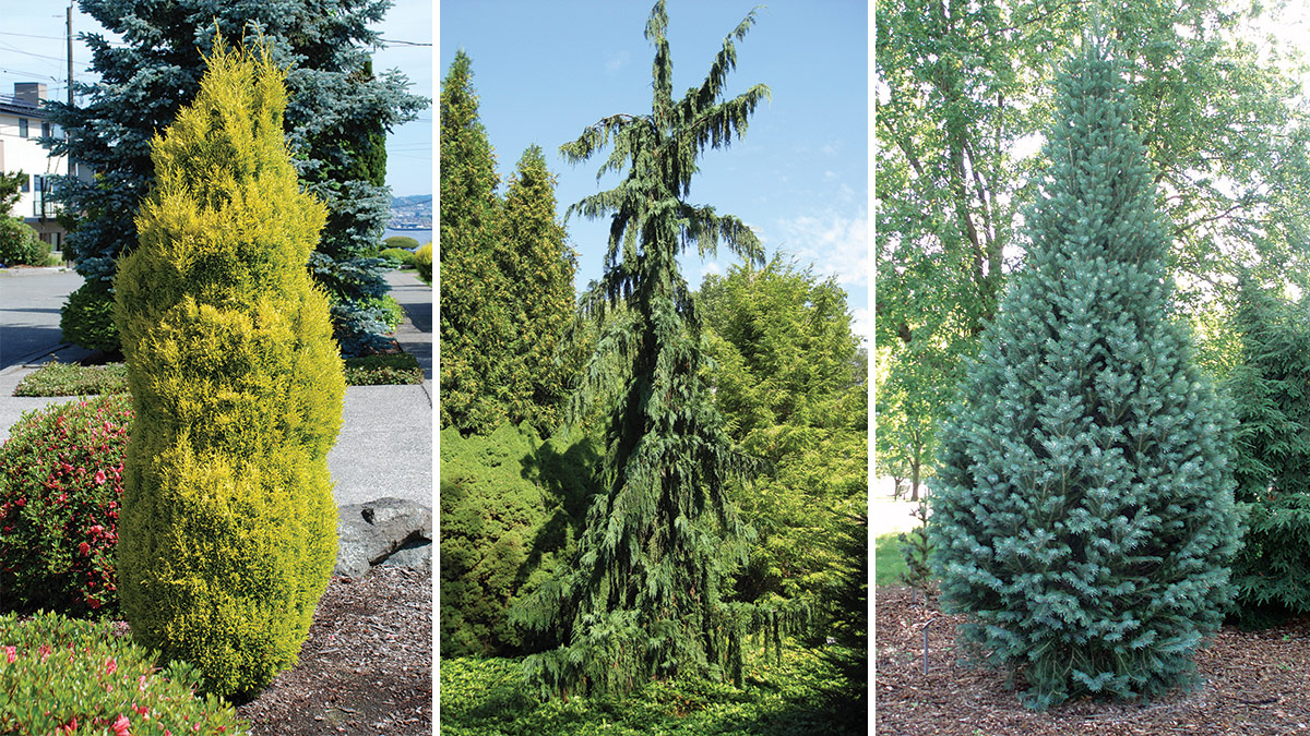 How to Stake and Train a Conifer - FineGardening