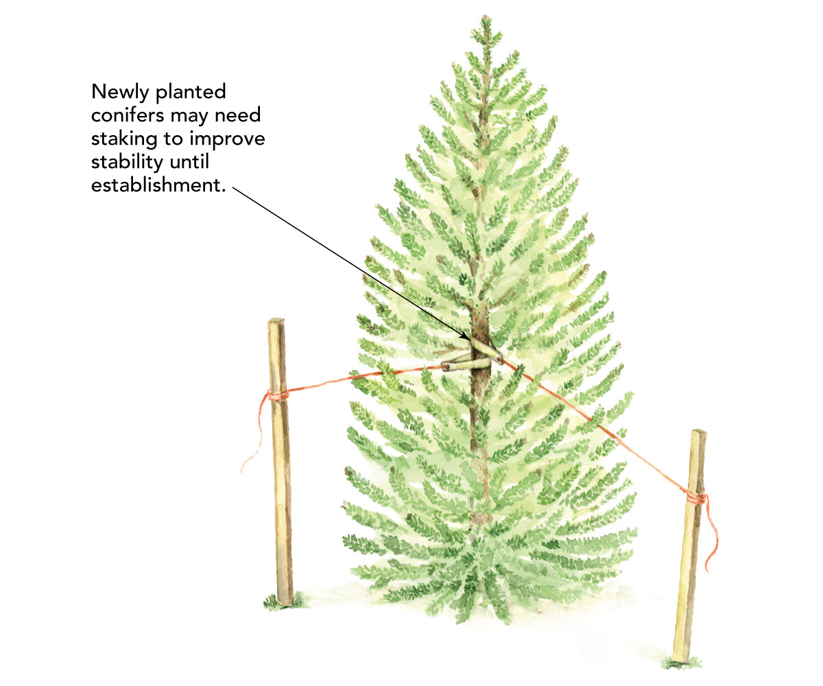 How To Stake a Tree Guide: Right Way for Staking and Guying Trees (Chart)