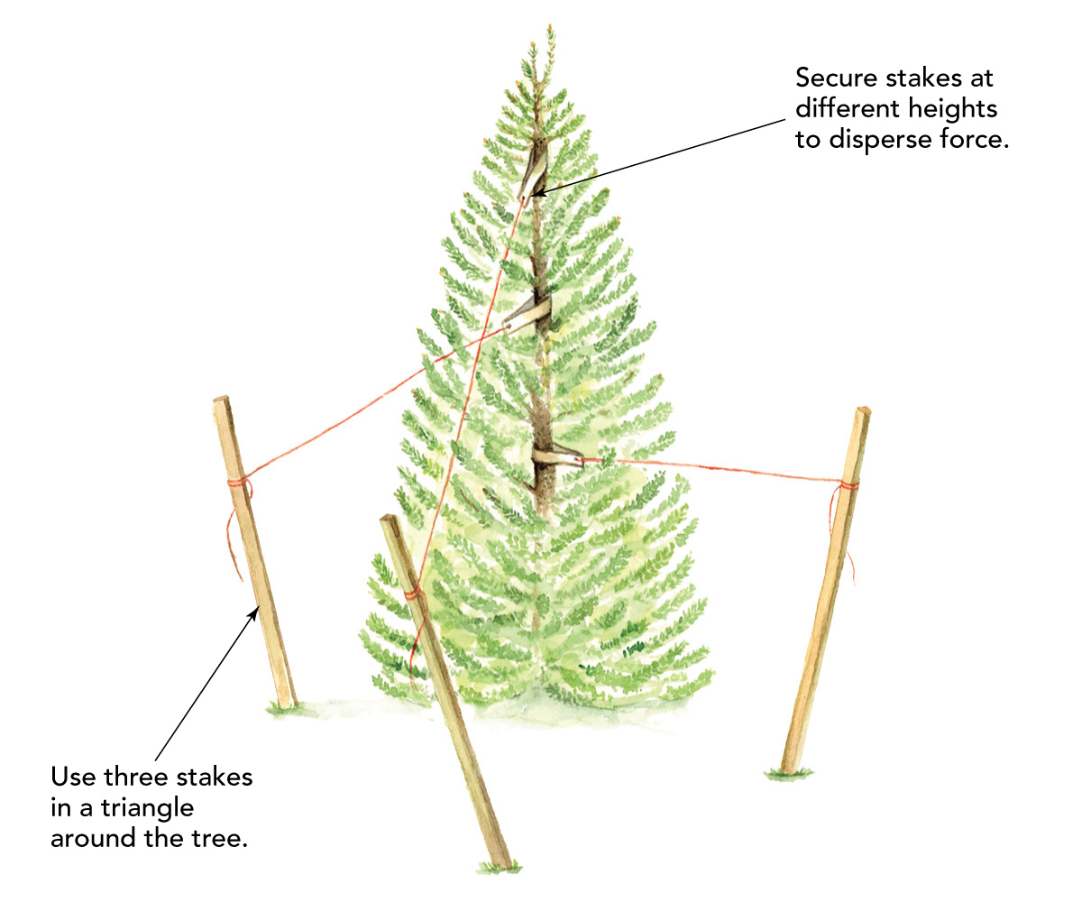 How to Stake and Train a Conifer - FineGardening