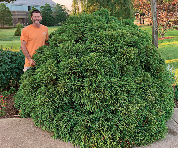 Globosa Nana dwarf japanese cedar