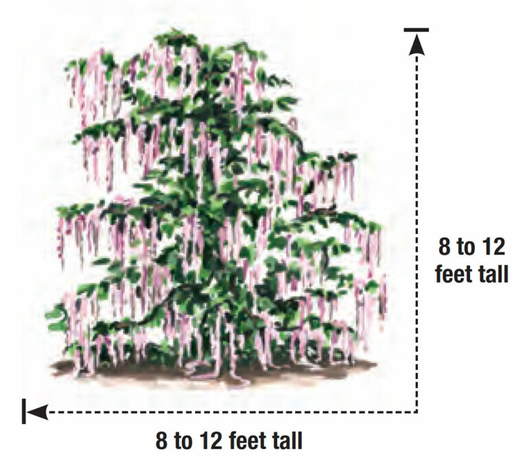 A Silk Tassel Bush With Superb Winter Blooms Fine Gardening