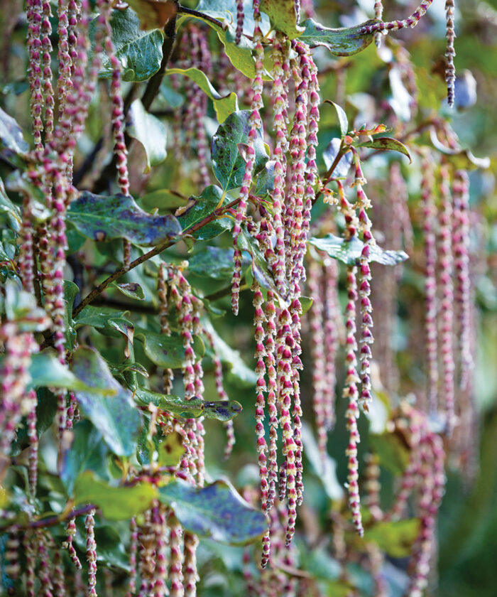 Glasnevin Wine silk tassel bush