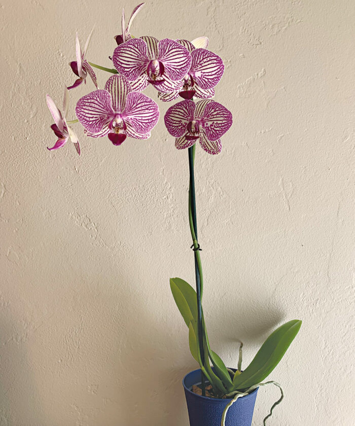 growing moth orchids