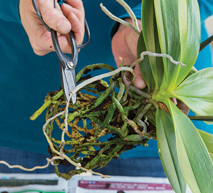 Caring For Your Moth Orchid - Fine Gardening