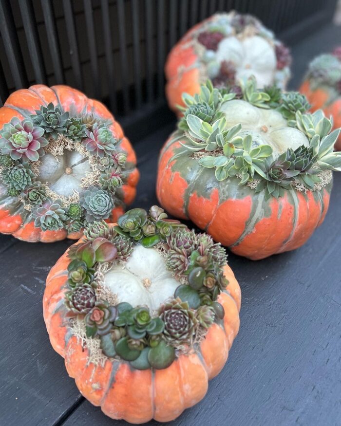 uniquely shaped and colored squash topped with colorful succulents