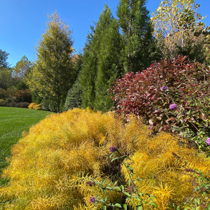 garden border with colorful shrubs and evergreen trees