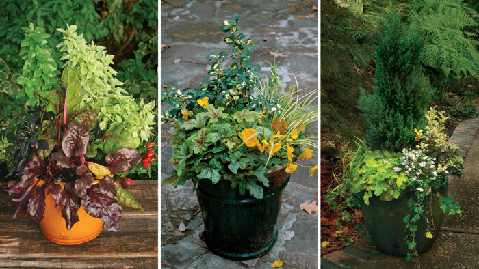 combinations for fall containers