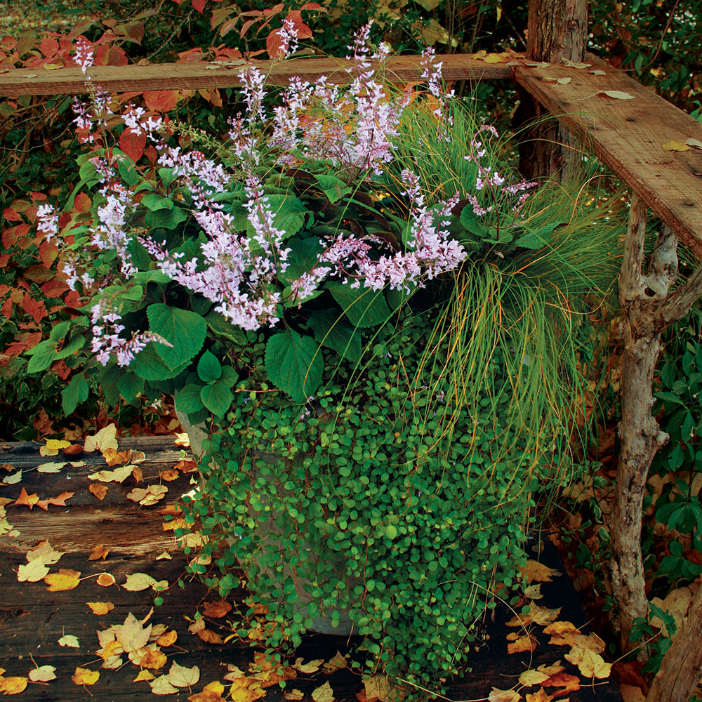 container with light purple flowers and fine foliage plants