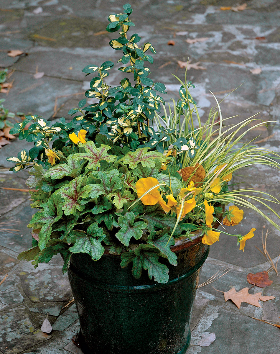 container with yellow and green plants