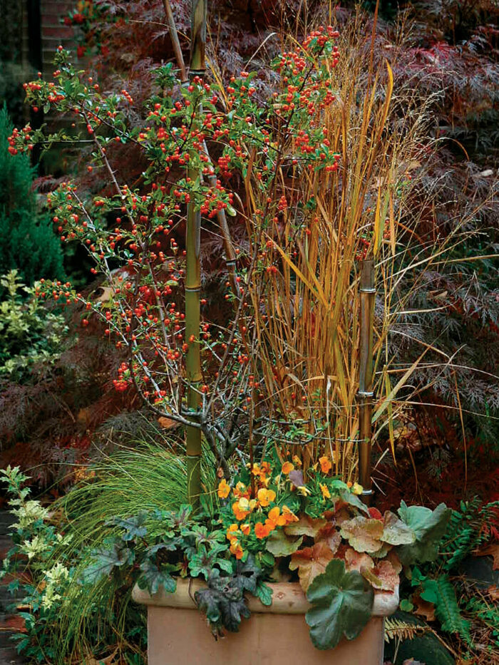 Cold-Weather Combinations for Fall Containers - Fine Gardening