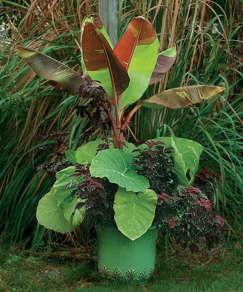 green container full of tropical foliage plants