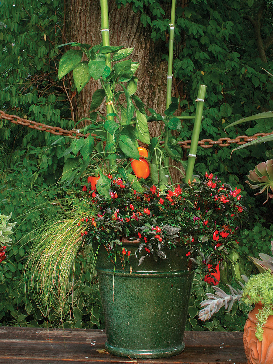 container with green bamboo and red ornamental peppers