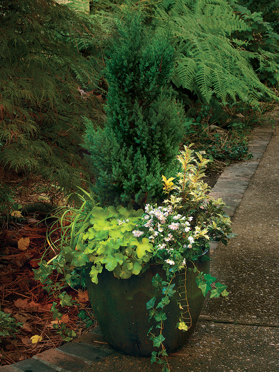 container with small evergreen and colorful foliage plants