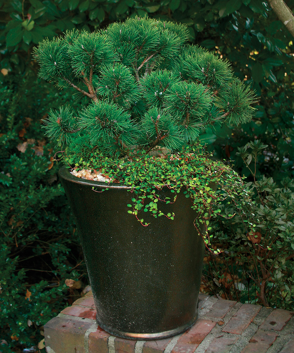 container with a dwarf pin and trailing foliage plant