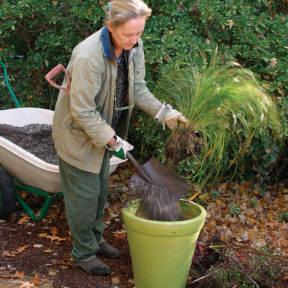 planting an orange hair sedge in a green pot