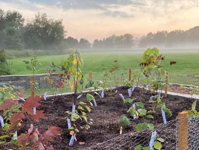 completed community forest with newly planted trees and shrubs