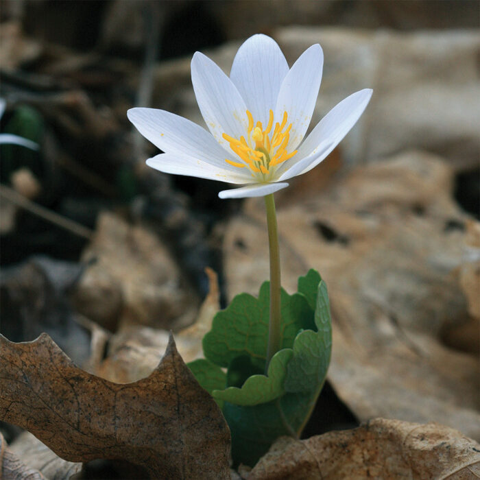 Plants That Bloom in Late Winter or Early Spring - Fine Gardening