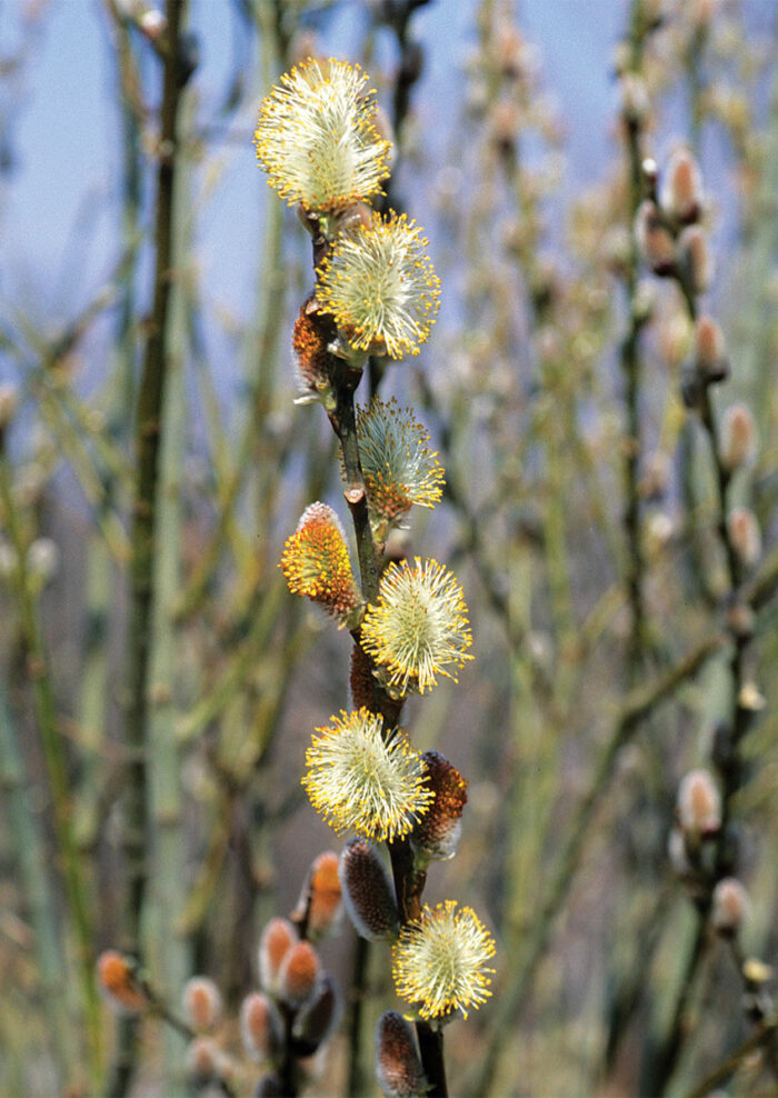Plants That Bloom in Late Winter or Early Spring - Fine Gardening