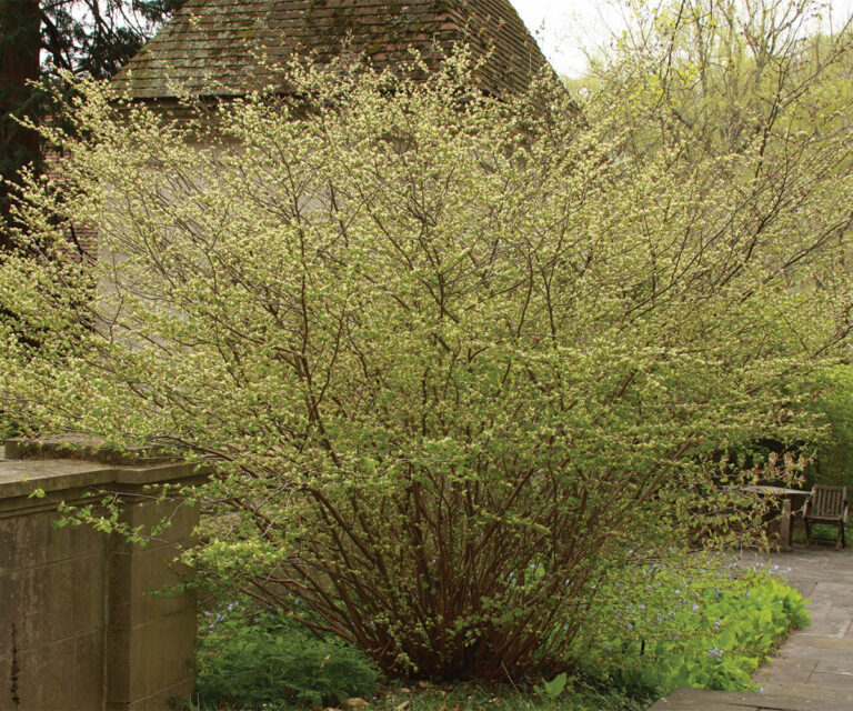 Plants That Bloom in Late Winter or Early Spring - Fine Gardening