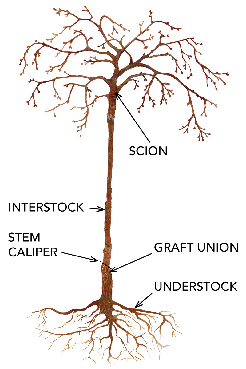 grafting plants examples