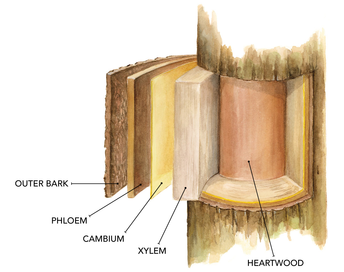 grafting in plants