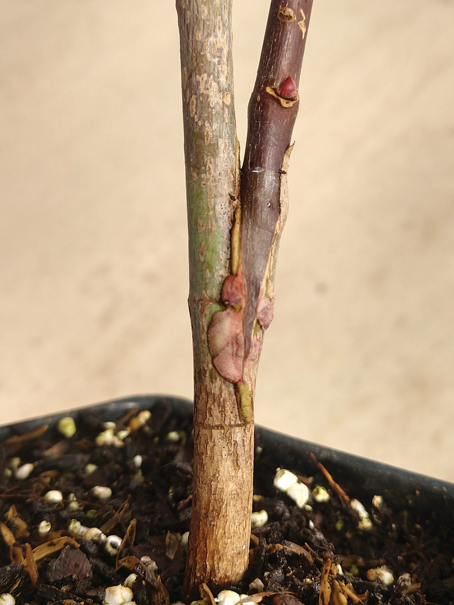 close up of a plant graft union