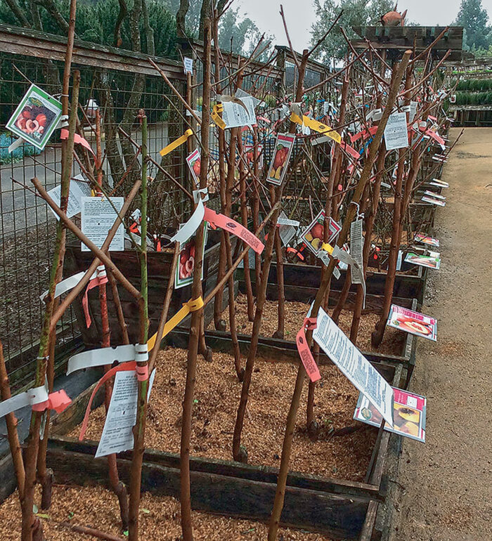 Propagating Fruit Trees A Gardener Is Grafting A Fruit Tree