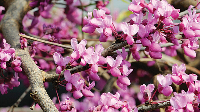 early spring flowers southern plains