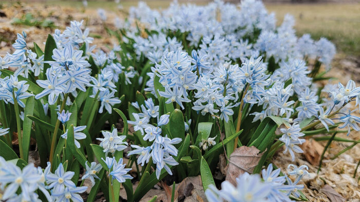 early spring flowers northern plains