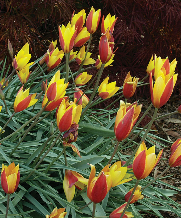 Spring Bloomers Late-Winter and Early-Spring Bloomers for the Southeast - Fine Gardening