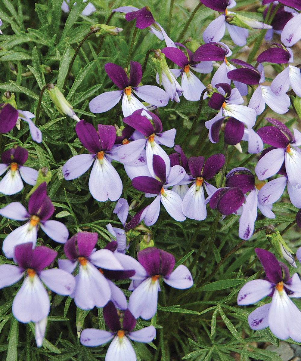 Late-Winter and Early-Spring Bloomers for the Southeast - FineGardening