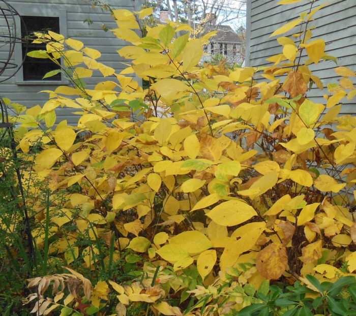 close up of Sweetshrub with yellow foliage in fall