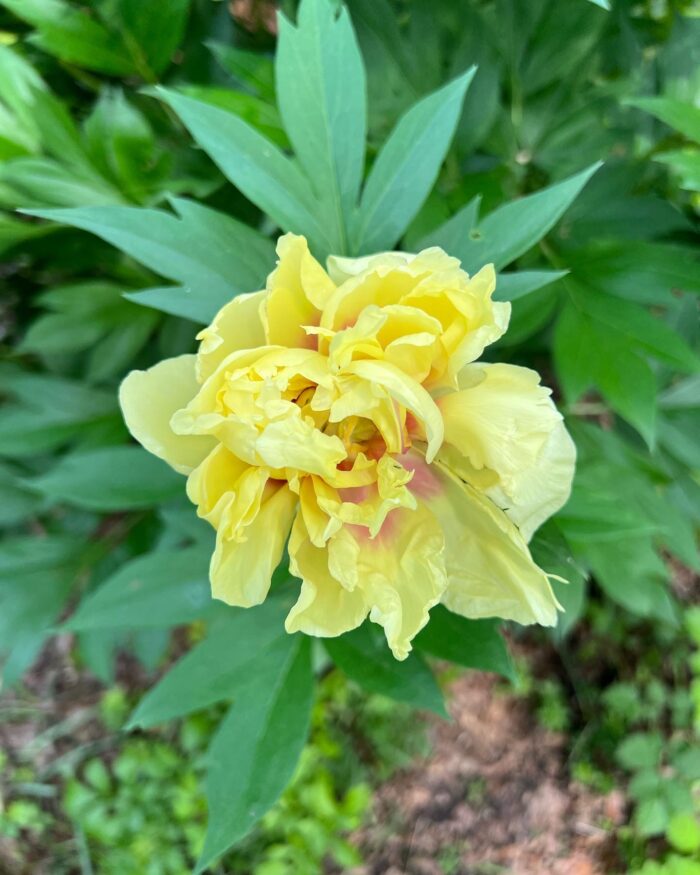 GPOD on the Road: Toronto Garden Tour - Fine Gardening