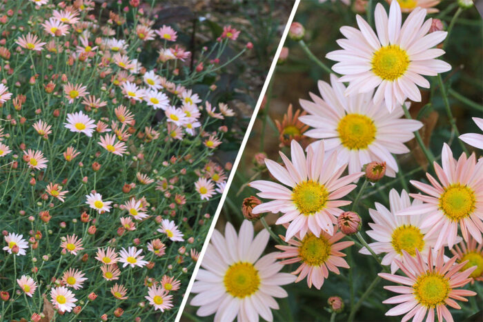 late fall perennials