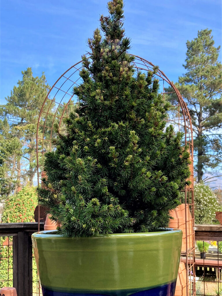 Tips and Tricks for Container Gardening With Conifers - Fine Gardening