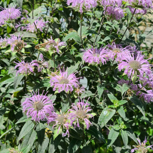 Brenda’s Garden Full of Native Plants - Fine Gardening