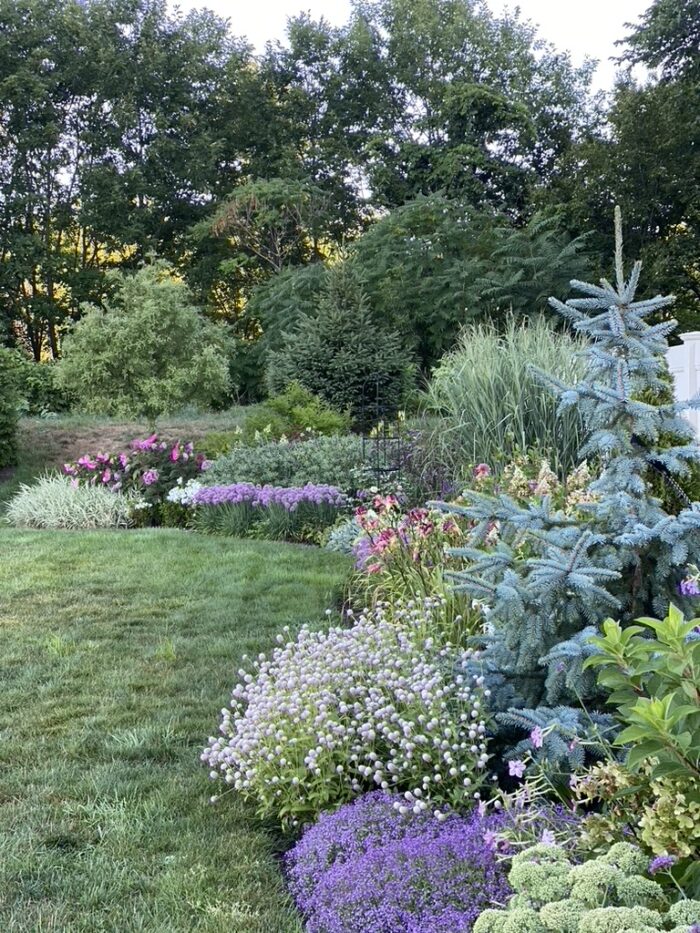 garden border with purple flowers and blue conifer