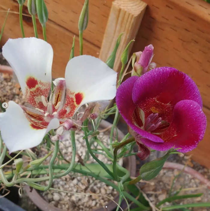 close up of bulb with white and pink flowers