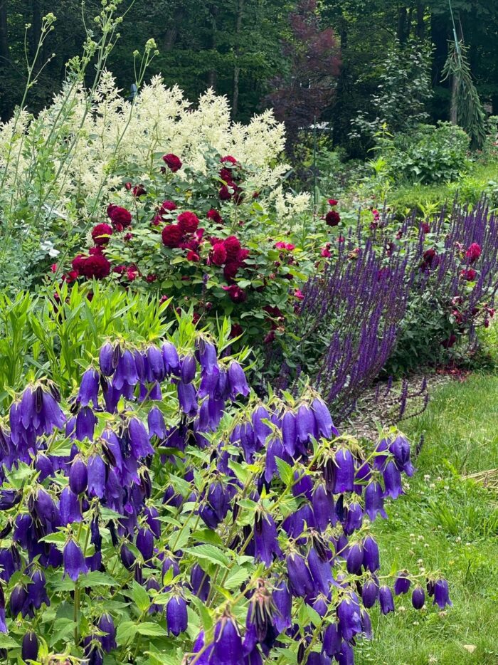 dark purple, red, and white flowers in a garden bed